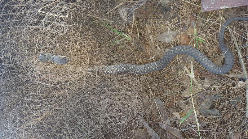 Keelback__Tropidonophis_mairii__025.jpg