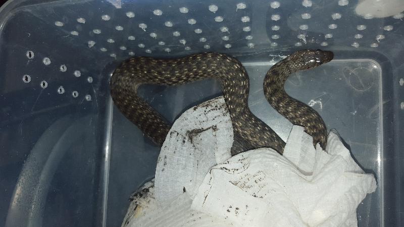 Keelback__Tropidonophis_mairii__031.jpg