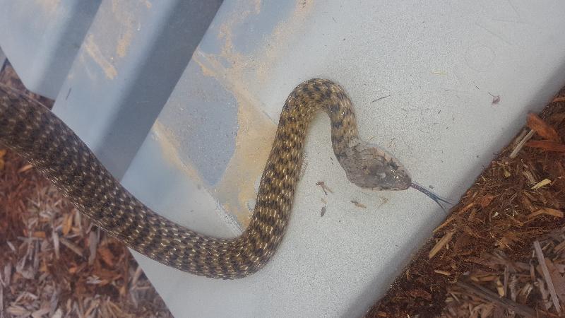 Keelback__Tropidonophis_mairii__034.jpg