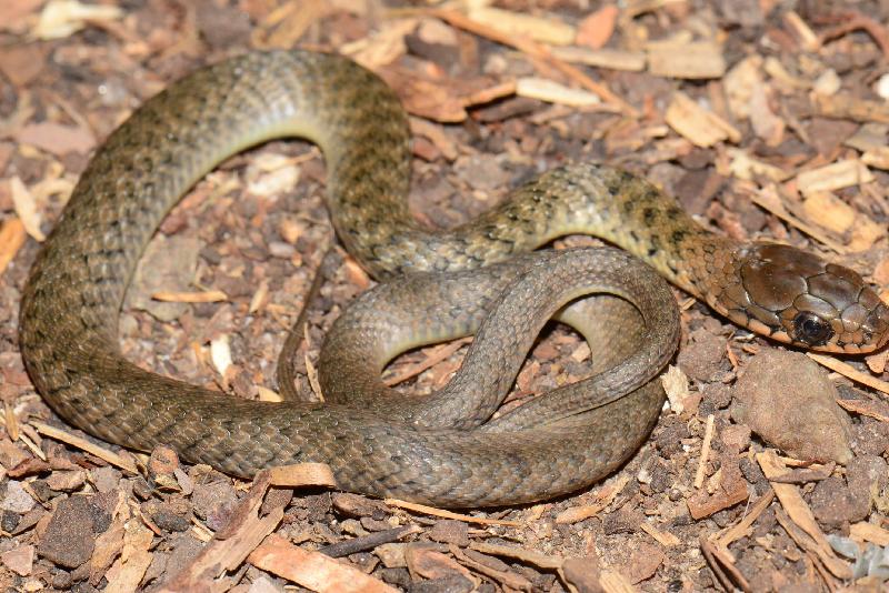 Keelback__Tropidonophis_mairii__036.jpg