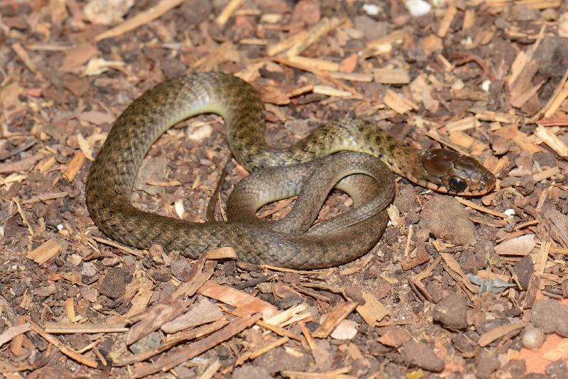 Keelback__Tropidonophis_mairii__037.jpg