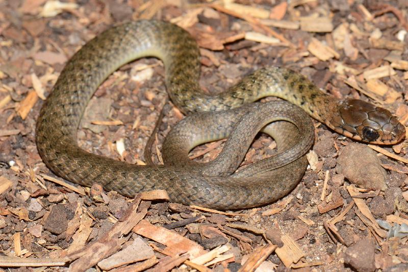 Keelback__Tropidonophis_mairii__038.jpg