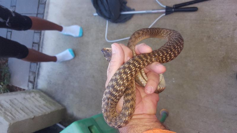 Keelback__Tropidonophis_mairii__043.jpg