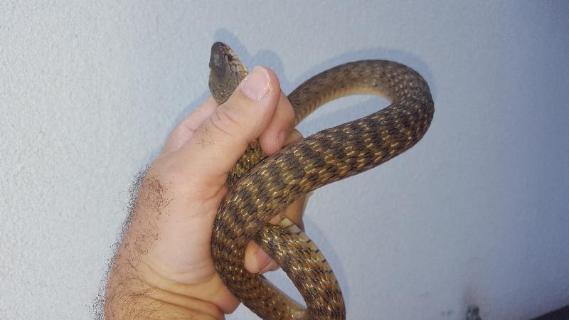 Keelback__Tropidonophis_mairii__044.jpg