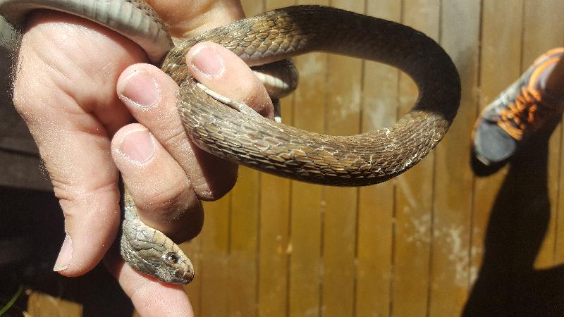 Keelback__Tropidonophis_mairii__047.jpg