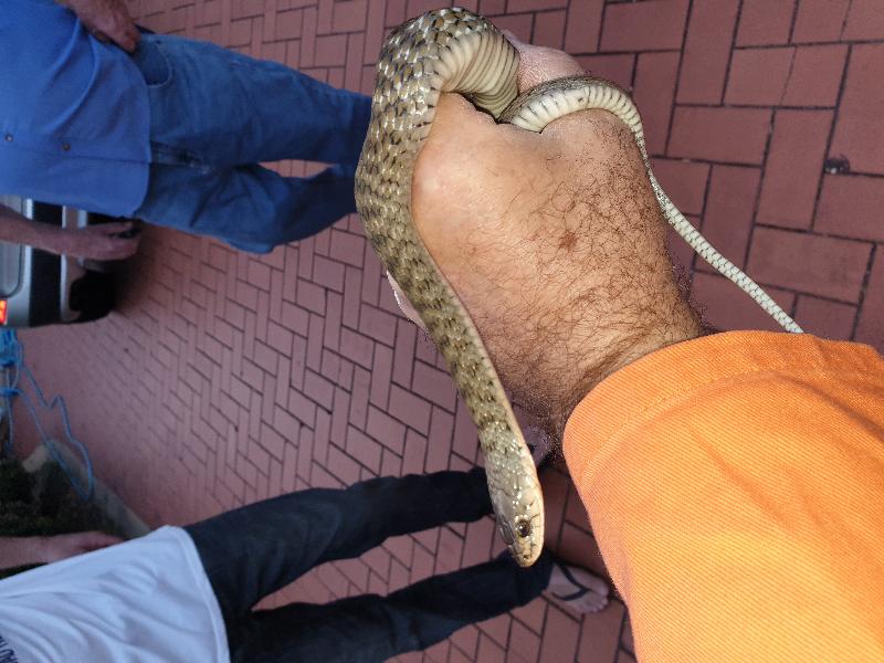 Keelback__Tropidonophis_mairii__064.jpg