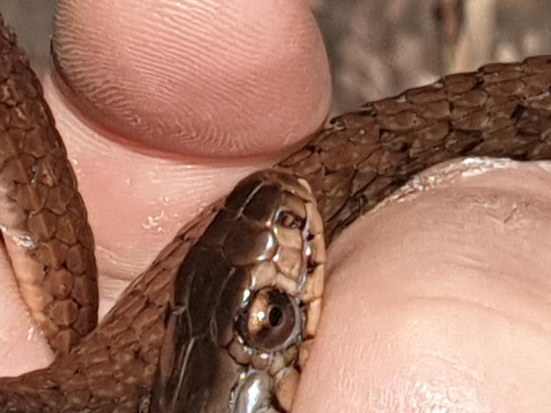 Keelback__Tropidonophis_mairii__069.jpg
