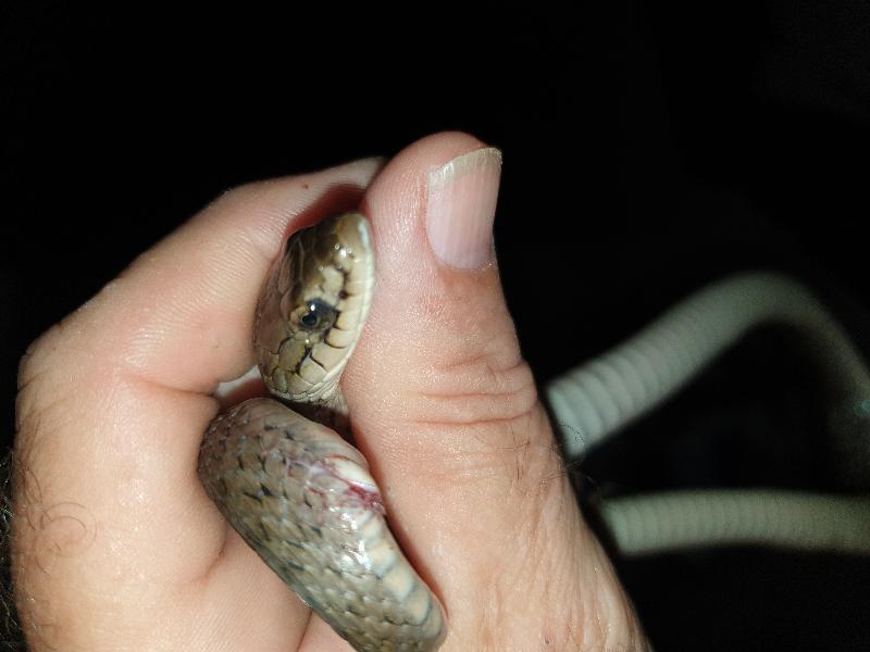 Keelback__Tropidonophis_mairii__071.jpg