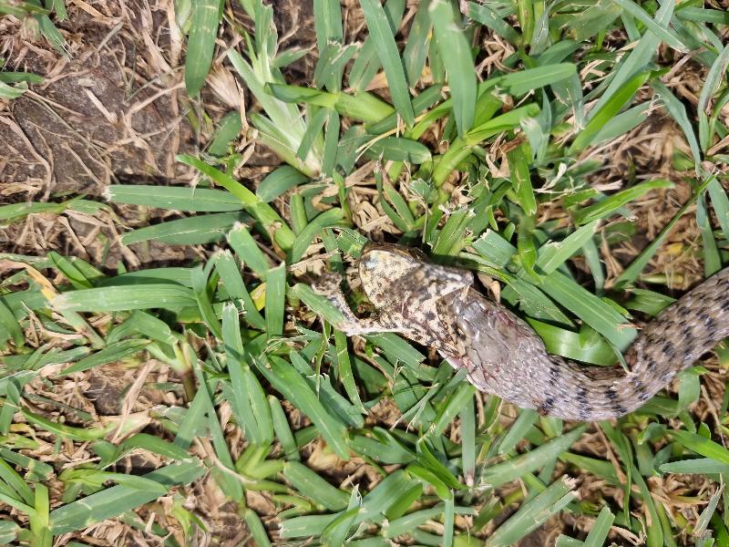 Keelback__Tropidonophis_mairii__073.jpg