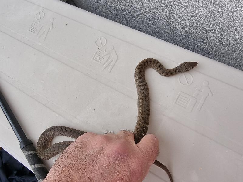Keelback__Tropidonophis_mairii__080.jpg