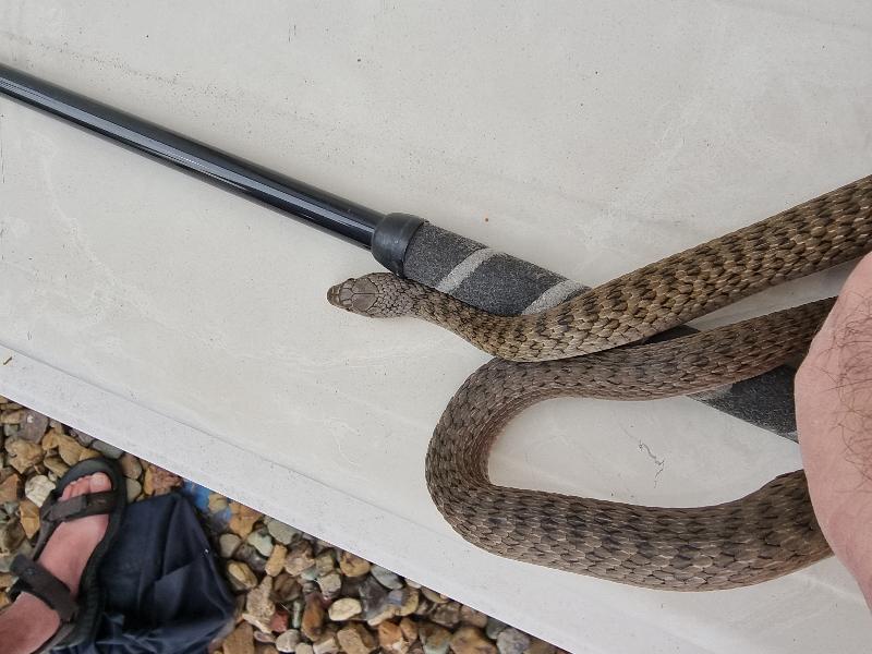 Keelback__Tropidonophis_mairii__081.jpg