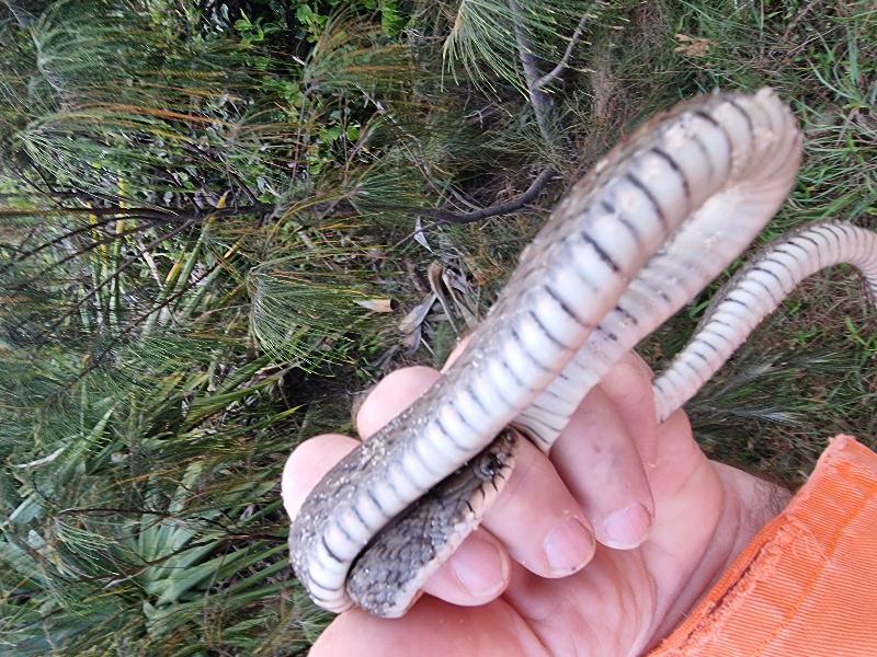 Keelback__Tropidonophis_mairii__083.jpg