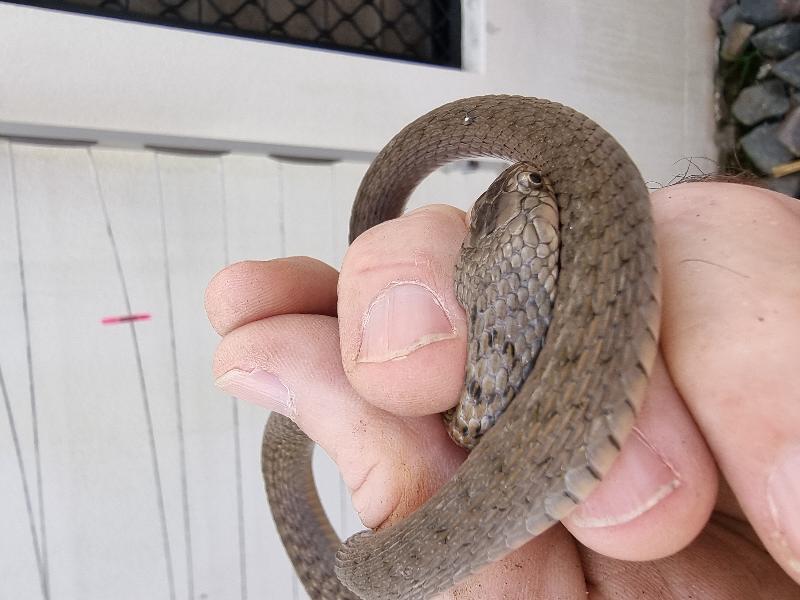 Keelback__Tropidonophis_mairii__086.jpg