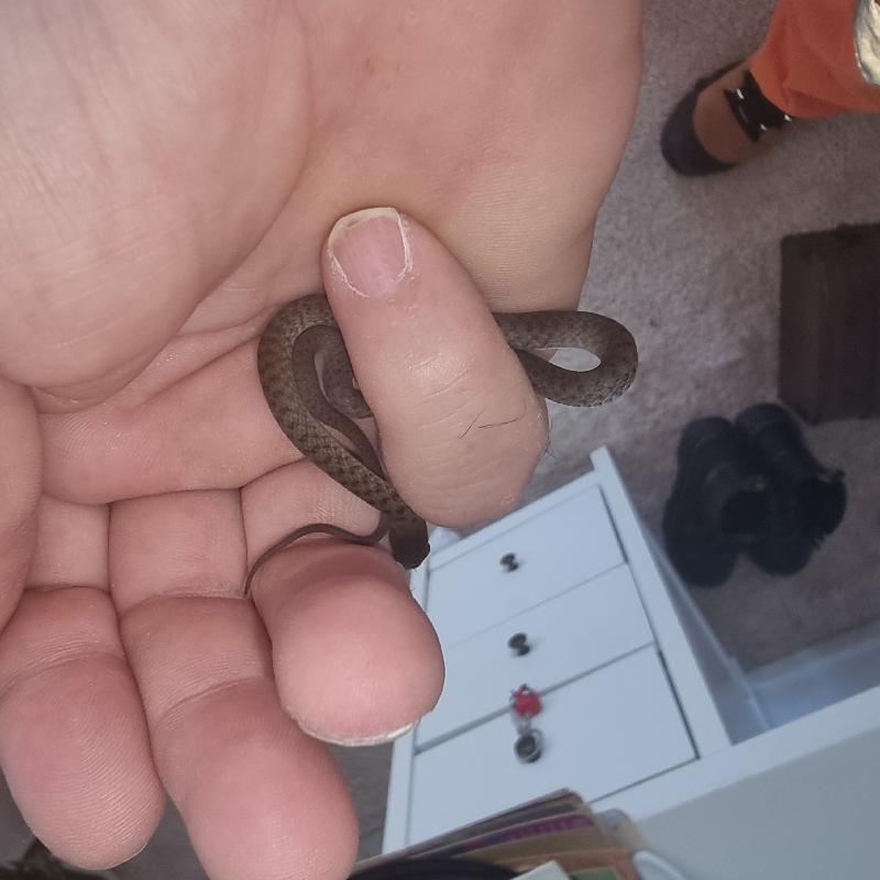 Keelback__Tropidonophis_mairii__088.jpg