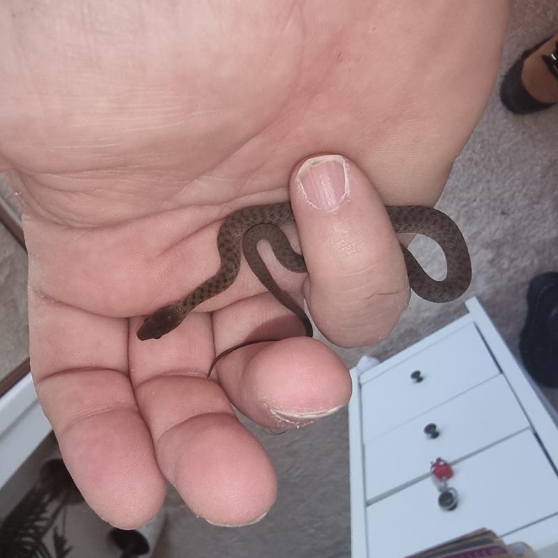 Keelback__Tropidonophis_mairii__089.jpg