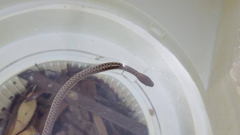 Keelback__Tropidonophis_mairii__090.jpg