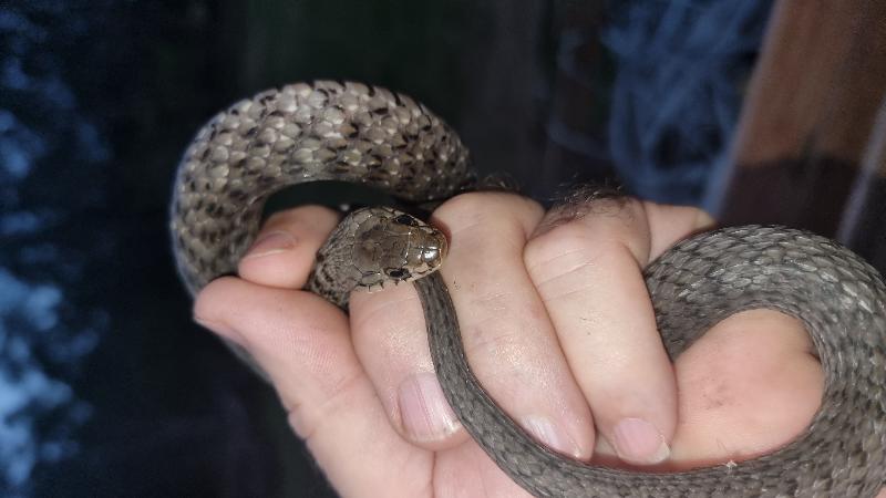 Keelback__Tropidonophis_mairii__094.jpg