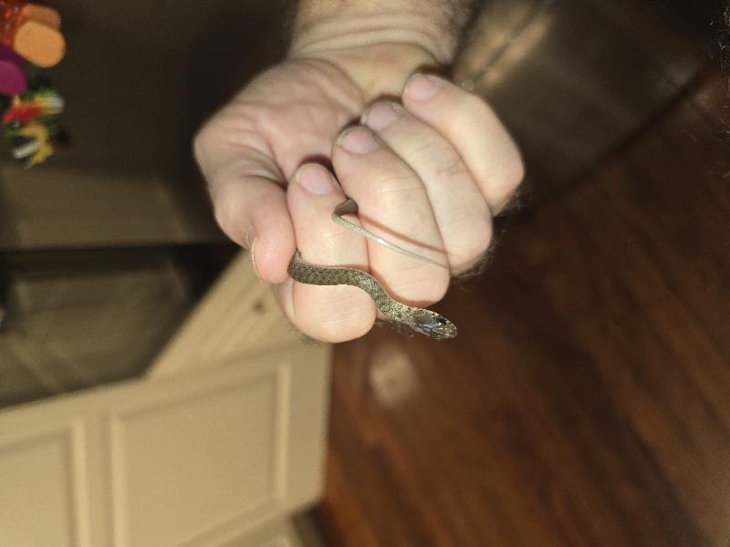 Keelback__Tropidonophis_mairii__096.jpg