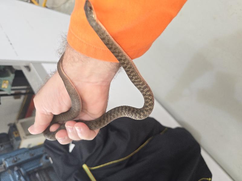 Keelback__Tropidonophis_mairii__097.jpg