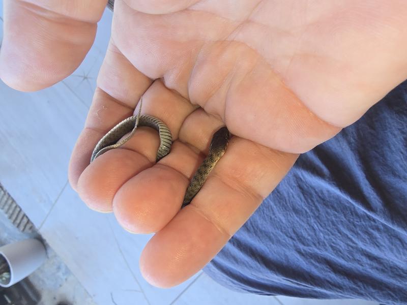 Keelback__Tropidonophis_mairii__099.jpg