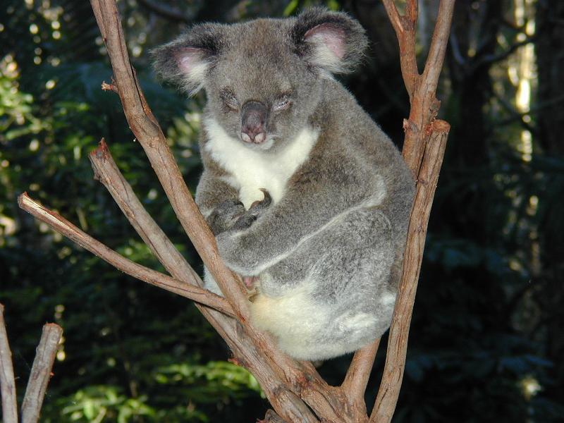 Koala__Phascolarctos_cinereus__002.jpg