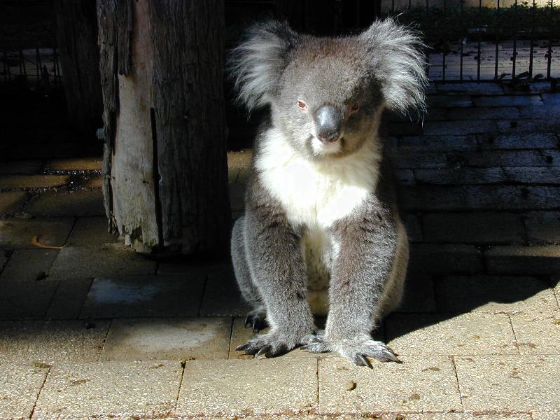 Koala__Phascolarctos_cinereus__005.jpg