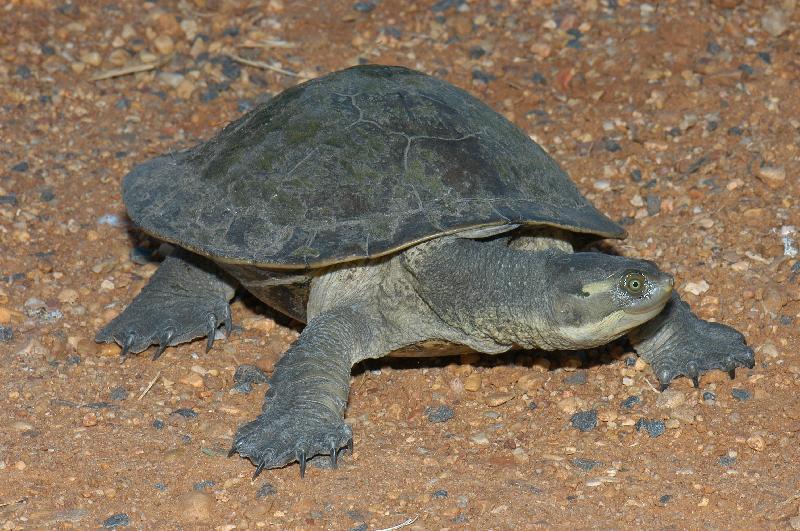 Krefft's_turtle__Emydura_macquarii_krefftii__003.jpg