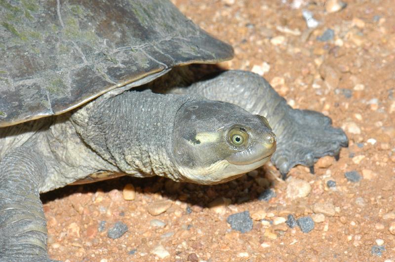 Krefft's_turtle__Emydura_macquarii_krefftii__006.jpg