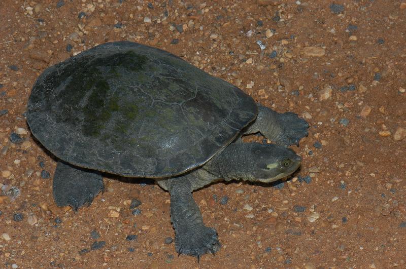 Krefft's_turtle__Emydura_macquarii_krefftii__009.jpg