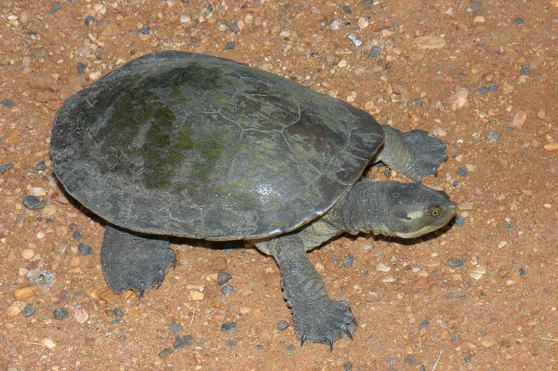 Krefft's_turtle__Emydura_macquarii_krefftii__012.jpg