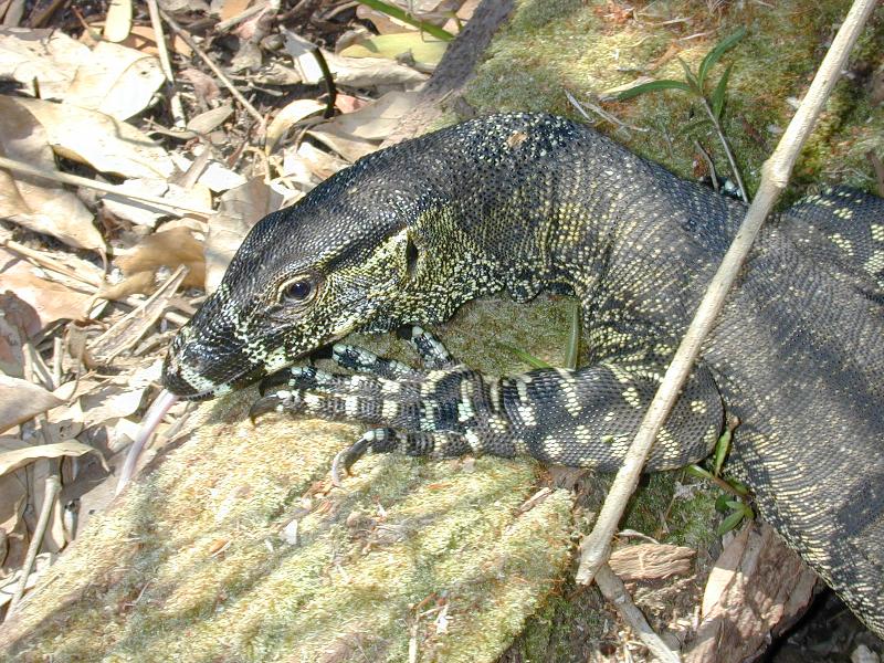 Lace_Monitor__Varanus_varius__003.jpg