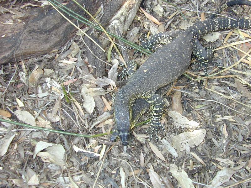 Lace_Monitor__Varanus_varius__005.jpg