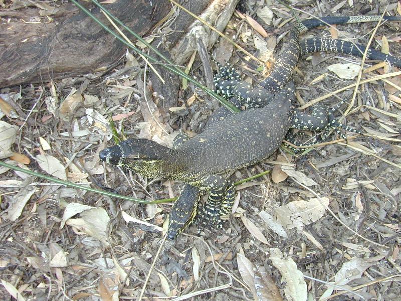 Lace_Monitor__Varanus_varius__006.jpg