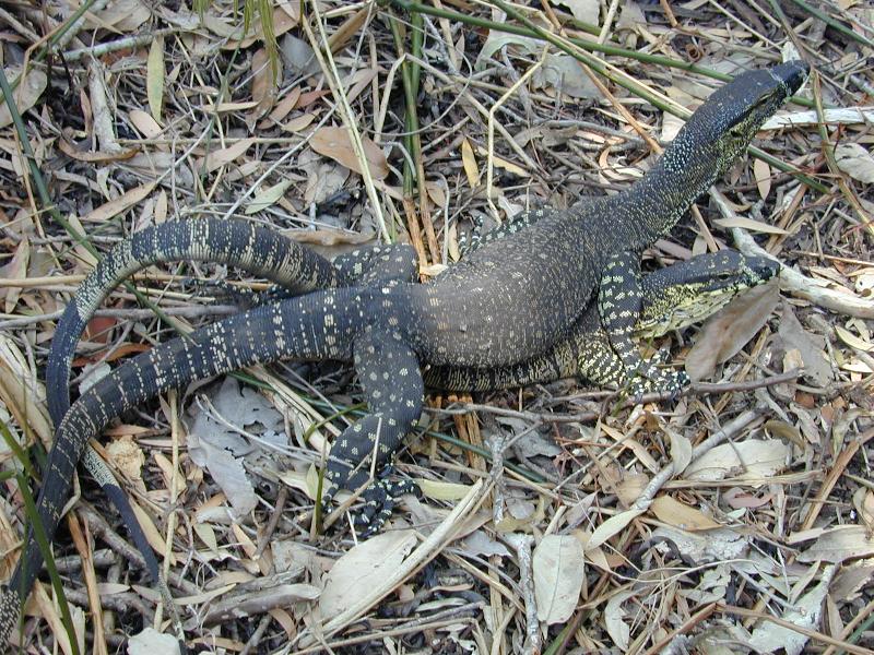 Lace_Monitor__Varanus_varius__009.jpg