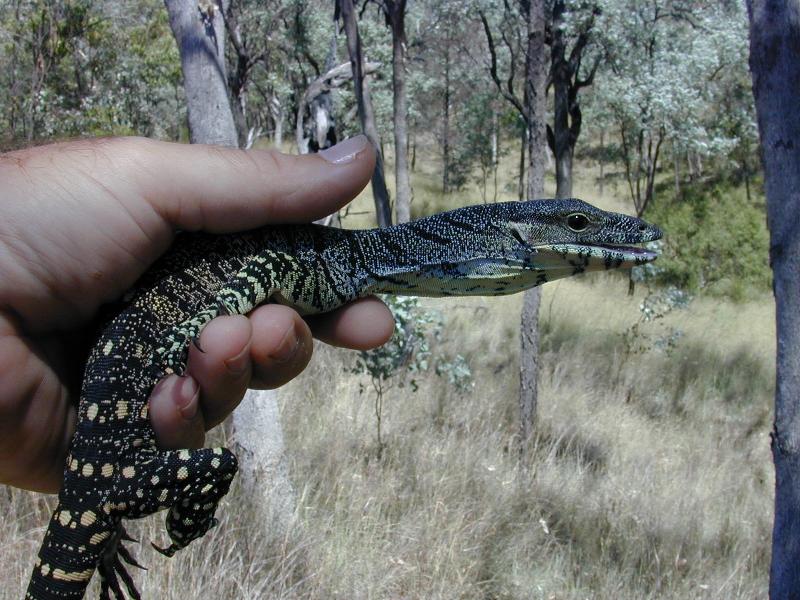 Lace_Monitor__Varanus_varius__012.jpg