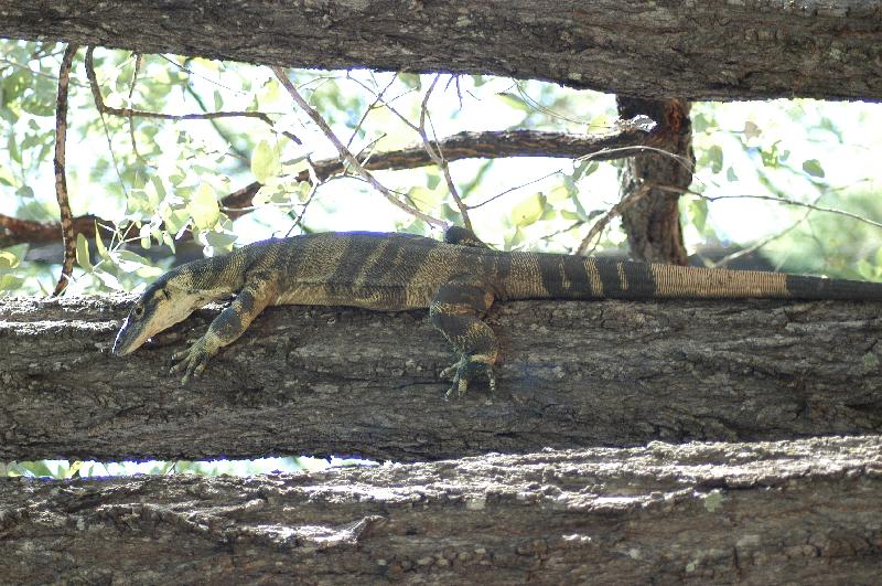 Lace_Monitor__Varanus_varius__020.jpg