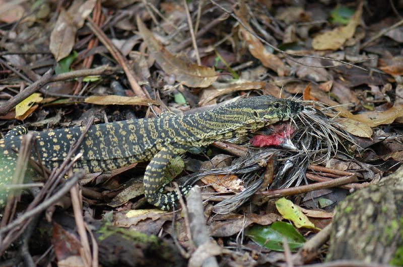 Lace_Monitor__Varanus_varius__023.jpg