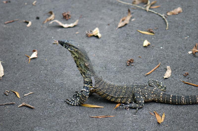 Lace_Monitor__Varanus_varius__024.jpg