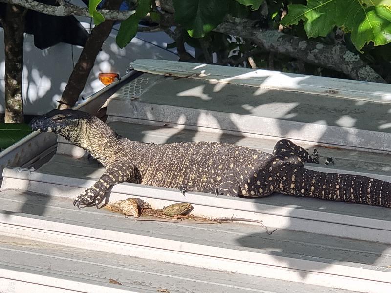 Lace_Monitor__Varanus_varius__035.jpg