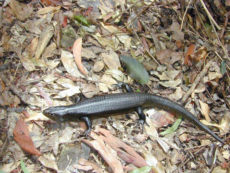 Land_Mullet__Bellatorias_major__002.jpg