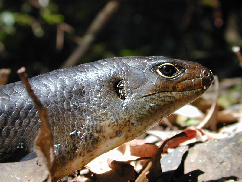 Land_Mullet__Bellatorias_major__003.jpg