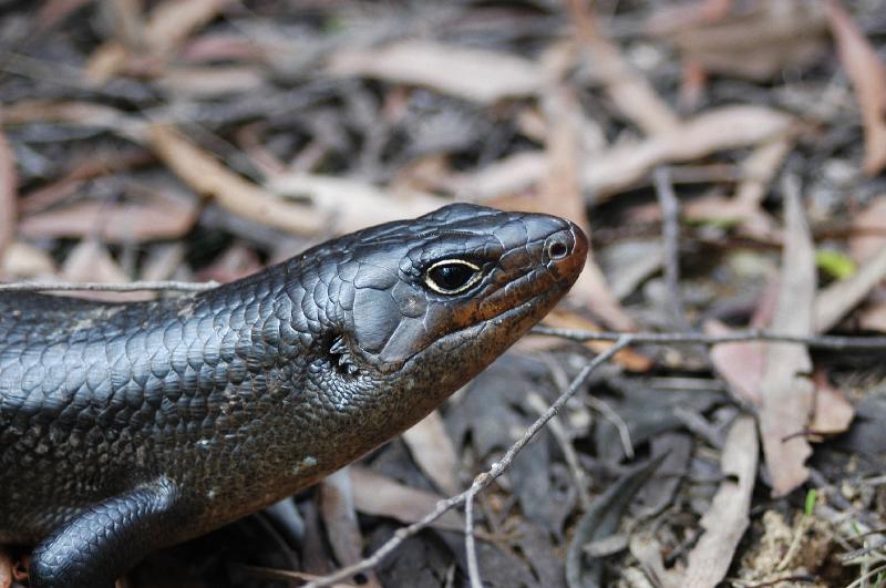 Land_Mullet__Bellatorias_major__011.jpg