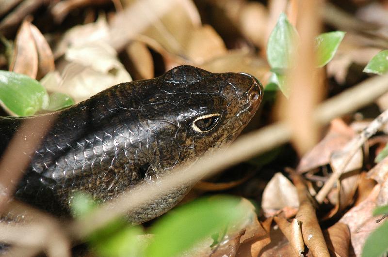 Land_Mullet__Bellatorias_major__012.jpg