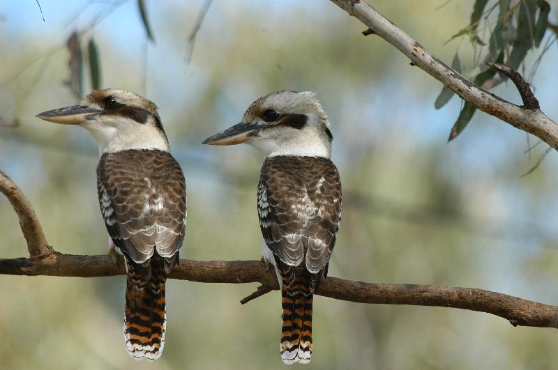 Laughing_Kookaburra__Dacelo_novaeguineae__001.jpg