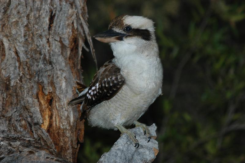 Laughing_Kookaburra__Dacelo_novaeguineae__003.jpg