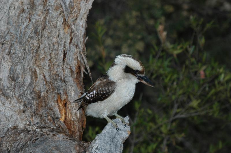 Laughing_Kookaburra__Dacelo_novaeguineae__005.jpg