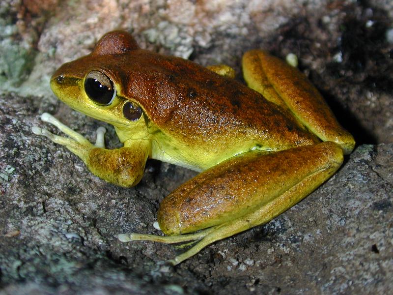 Lesueur's_Frog__Litoria_lesueurii__001.jpg