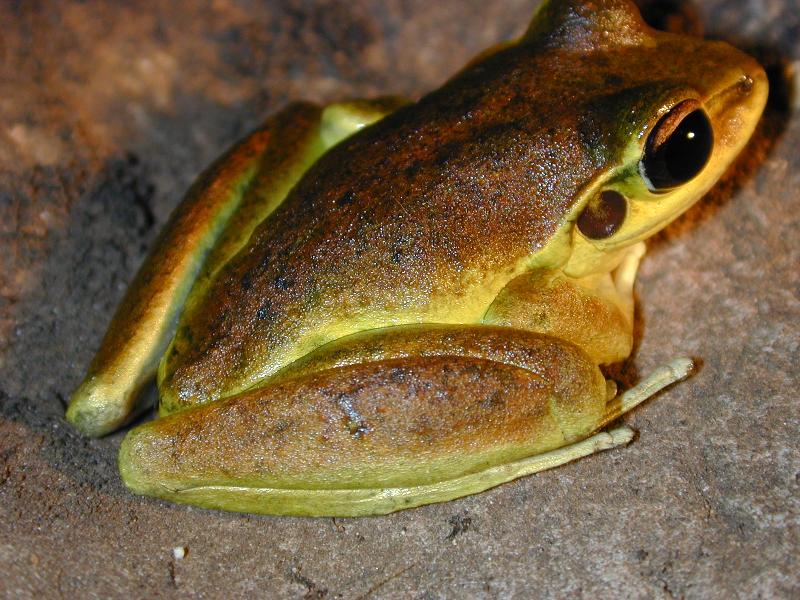 Lesueur's_Frog__Litoria_lesueurii__002.jpg