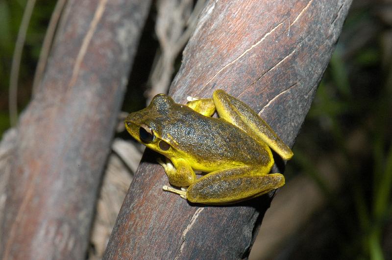 Lesueur's_Frog__Litoria_lesueurii__004.jpg