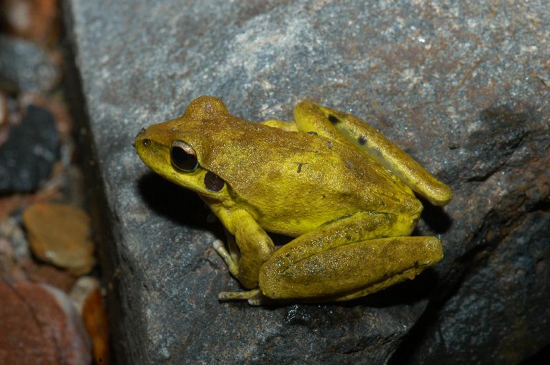 Lesueur's_Frog__Litoria_lesueurii__005.jpg